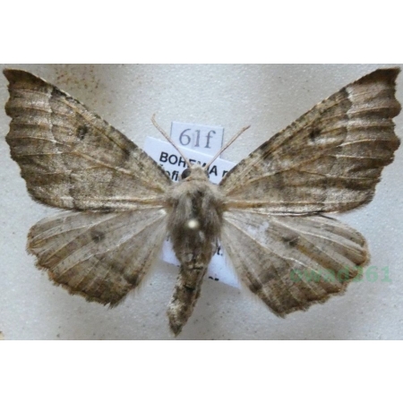 Odontopera bidentata (Clerck, 1759) male Ciośnik dwuzębiak Czech61f